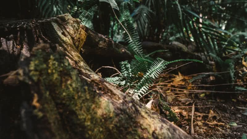 Pesquisa de Produção da Extração Vegetal e da Silvicultura (PEVS 2023) foi divulgada pelo IBGE na quinta-feira (26) - Divulgação/Freepik