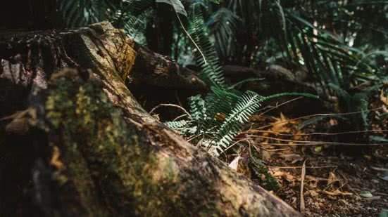 Pesquisa de Produção da Extração Vegetal e da Silvicultura (PEVS 2023) foi divulgada pelo IBGE na quinta-feira (26) - Divulgação/Freepik