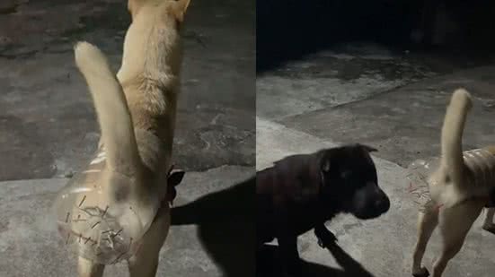 Reprodução / Redes sociais
