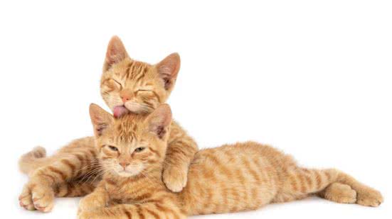 Ilustrativa / FreePik