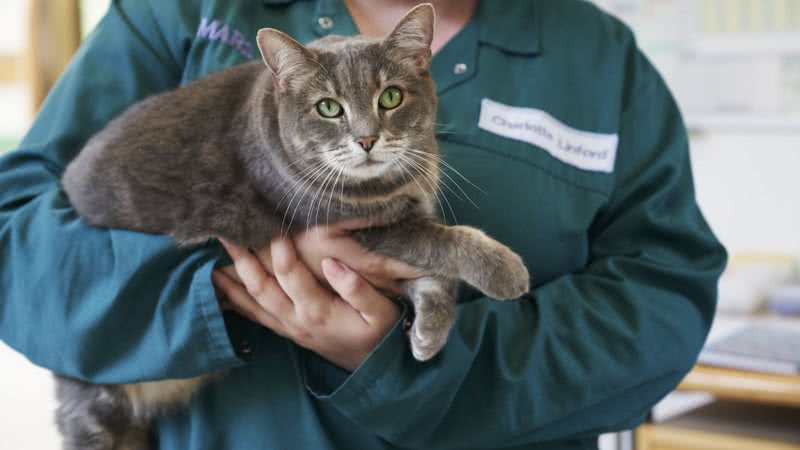 Créditos: Divulgação Royal Canin