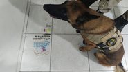 Divulgação PMBA