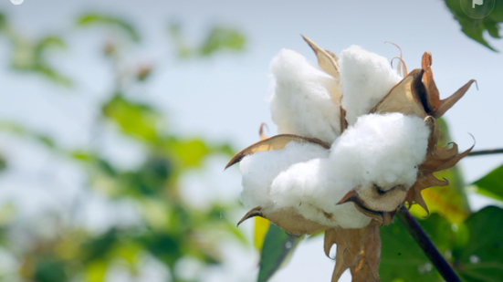 Divulgação / Pixabay