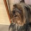 Sonolento! Cachorrinho viraliza por dormir em todo rolê com os tutores\u003B veja vídeo