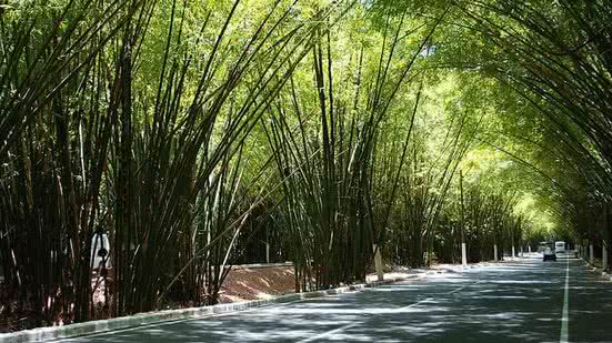 Ilustrativa | Reprodução