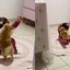 Cachorrinha se empolga, dá pulo e derruba criança\u003B veja vídeo