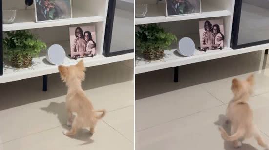 Reprodução / Tiktok @mayamaria.chihuahua