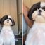 VÍDEO: Shih\u002Dtzu fofoqueira e pega no flagra em brincadeira de tutora