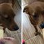 VÍDEO: Cachorro exigente recusa biscoito sem estar molhado no café