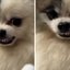 Remédio não! Cachorro tem reação divertida ao ver seringa\u003B assista