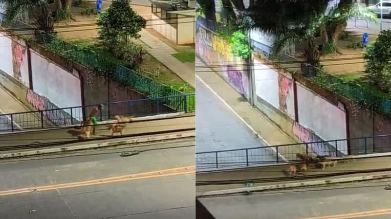 Reprodução / BNews