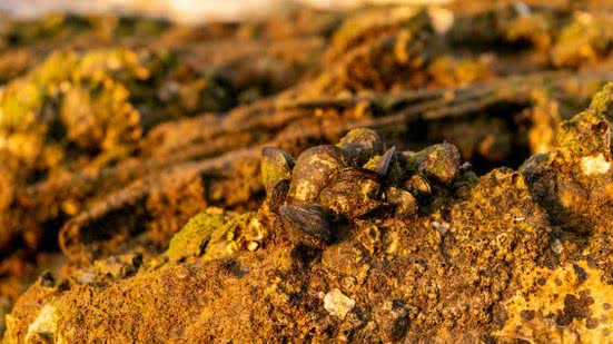 Divulgação / Freepik