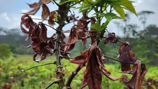 Adilson Lima/EMBRAPA