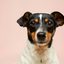 Não é o cachorro! Confira qual animal é o mais fiel ao ser humano