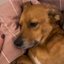 VÍDEO: Cãotor encanta a web ao entoar choro pra pedir carinho