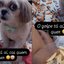 Impossível recusar! Cachorrinha usa truque infalível para conseguir comida\u003B Veja o vídeo