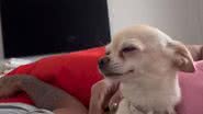 Reprodução/RedesSociais