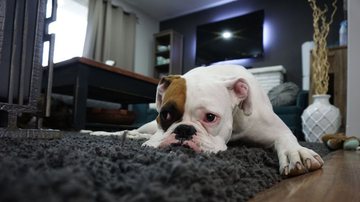 heathergunn por Pixabay