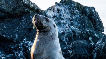Imagem Na Sombra do Poder: Leão marinho
