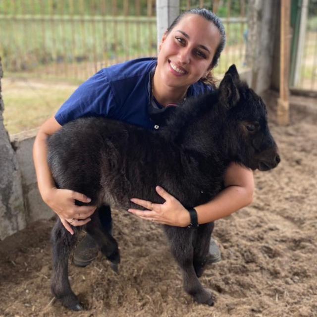 veterinária