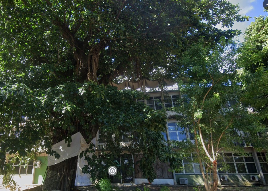 Árvove Iroko/ Reprodução Google Street Views