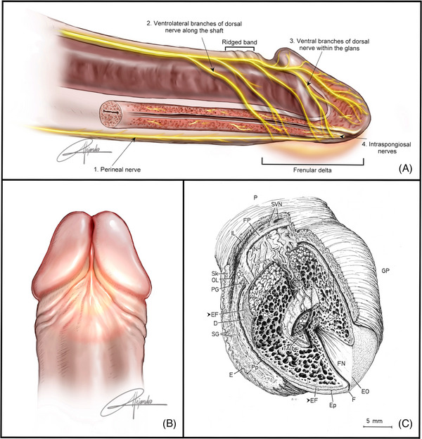 Penis