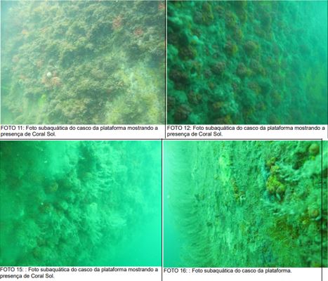 Casco da plataforma repleto de coral-sol / Foto: IBAMA