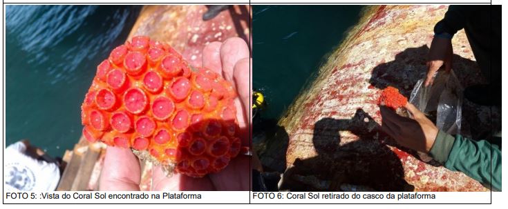 Coral Sol encontrado na Plataforma P-27