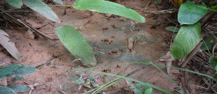 Imagens/Relatório/Ação Ambiental
