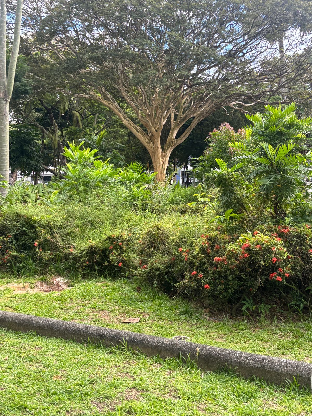 Cenário de abandono na Praça do Campo Grande