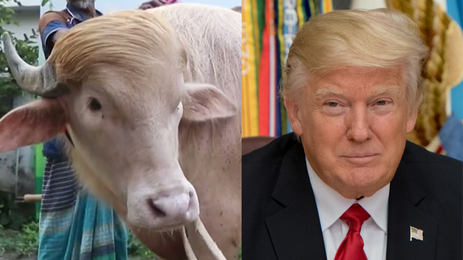 Búfalo Trump que virou celebridade na internet vai ter um destino que muitos não esperavam