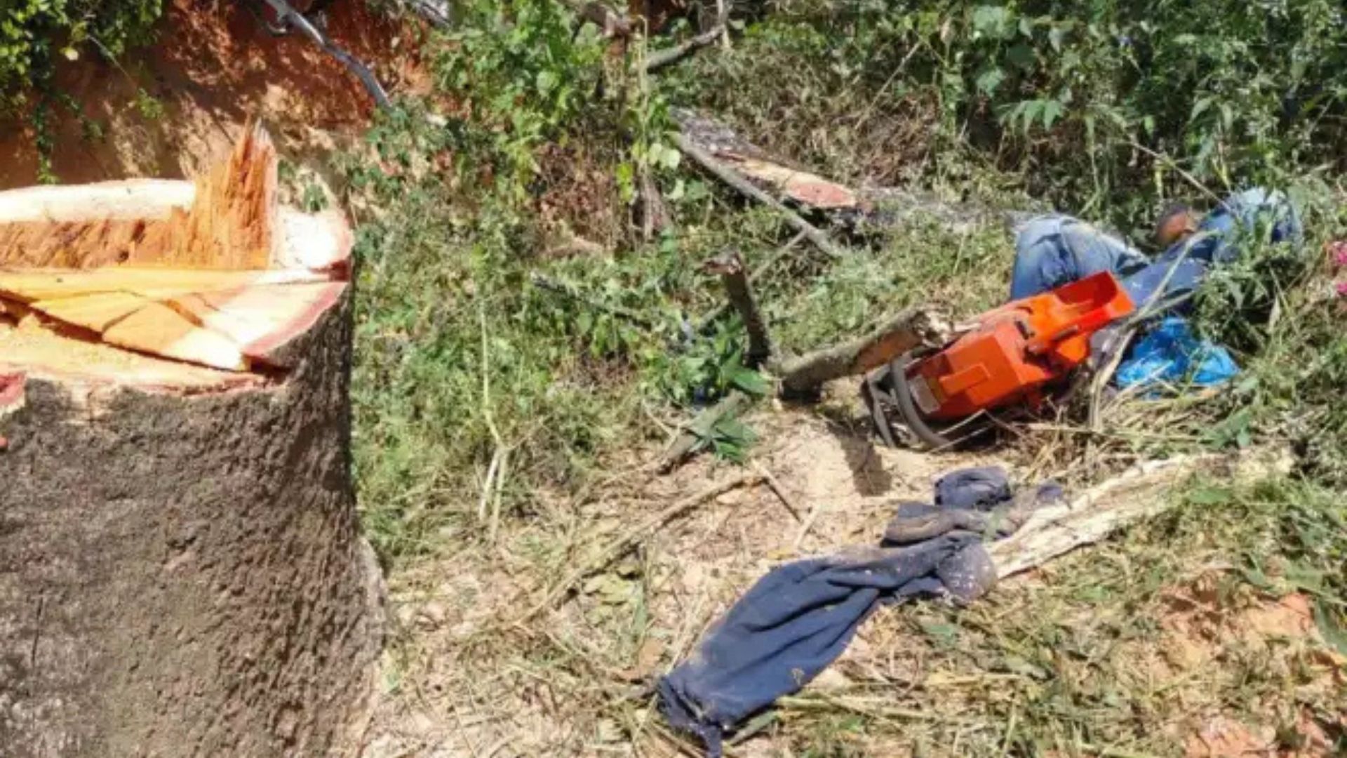 TRAGÉDIA! Homem morre após ser atingido por árvore que ele mesmo cortava