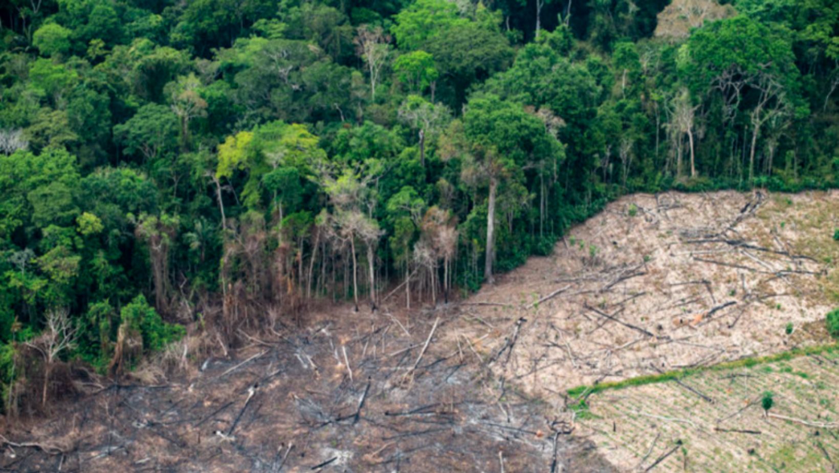 Brasil registra menor nível de desmatamento desde 2019, mas cenário ainda preocupa; veja dados