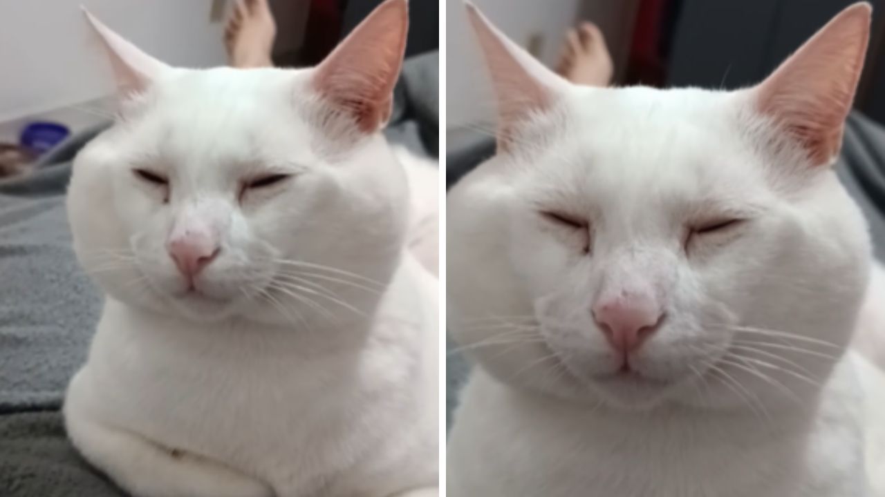 Gato sofre bullying da família por aparência inusitada; assista