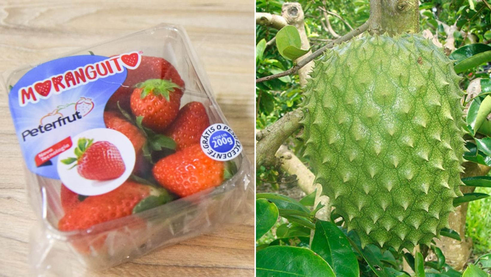 Duas novas frutas produzidas na Bahia entram em levantamento do IBGE e podem impactar economia