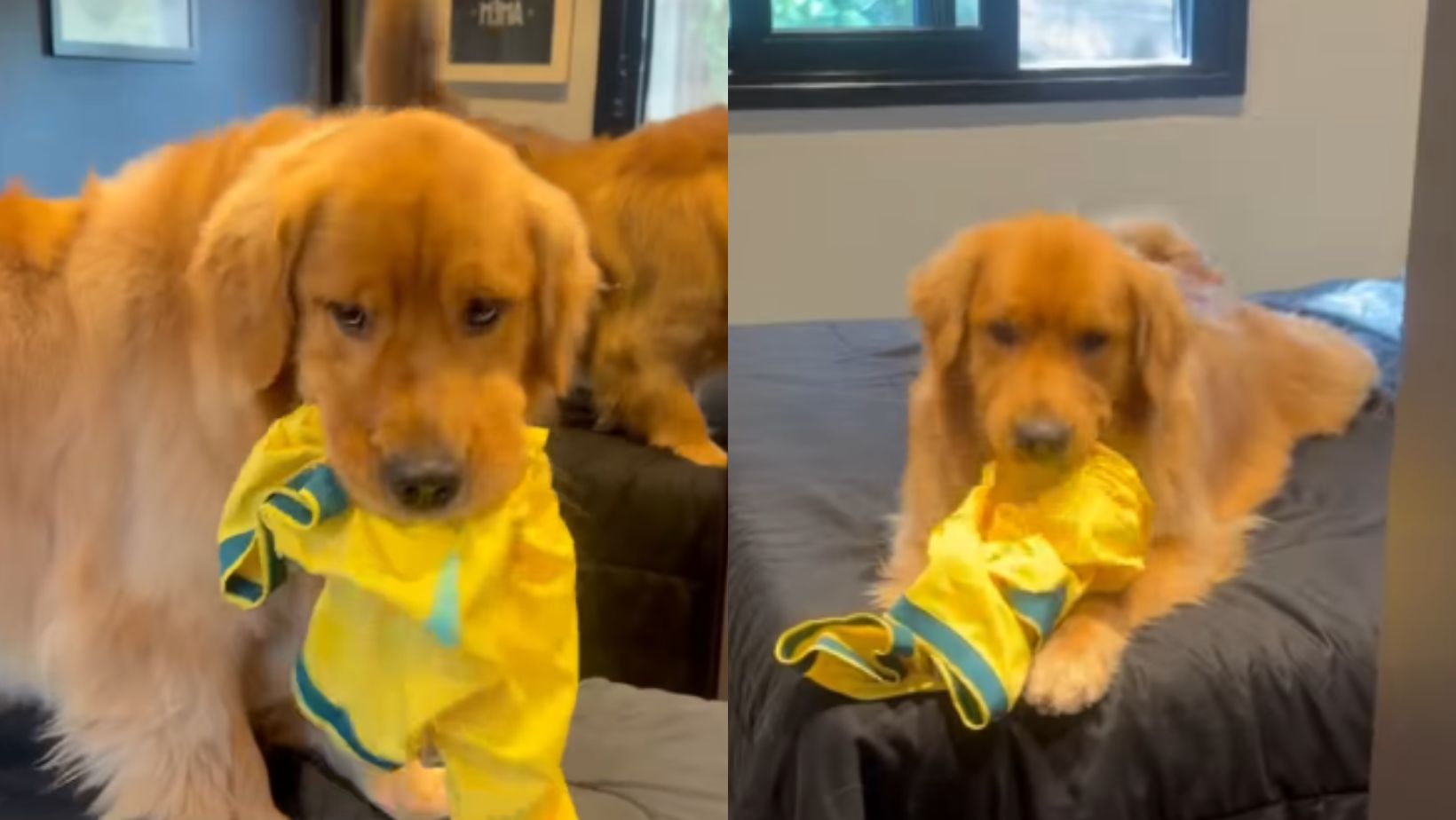 VÍDEO: Golden desespera tutora ao brincar com camisa da Seleção autografada por Ronaldinho Gaúcho