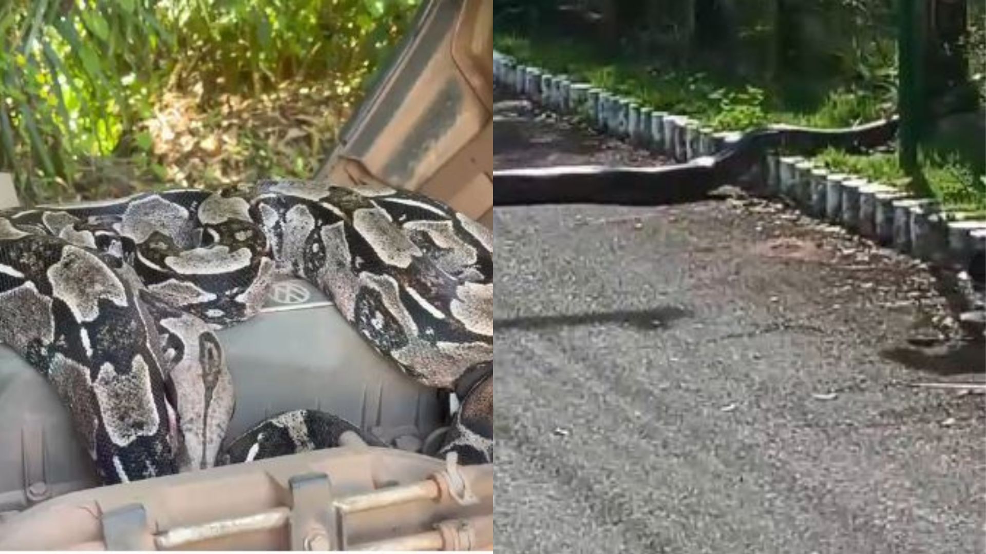 Cobras gigantes aparecem em pista e dentro de carro em Busca Vida e surpreendem motoristas em Camaçari; ASSISTA