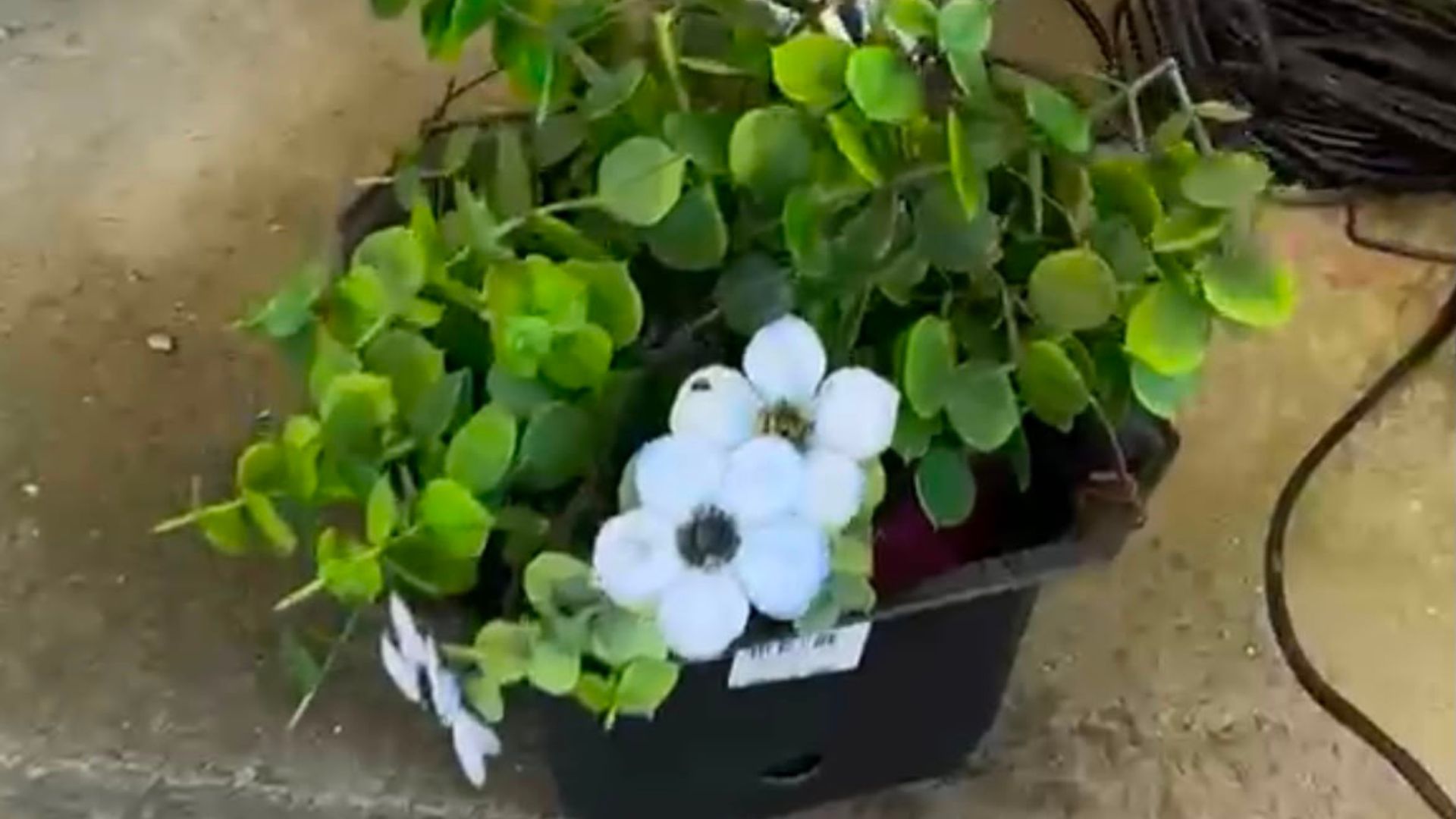 Câmeras escondidas em vasos de plantas - Foto: Divulgação / SSP