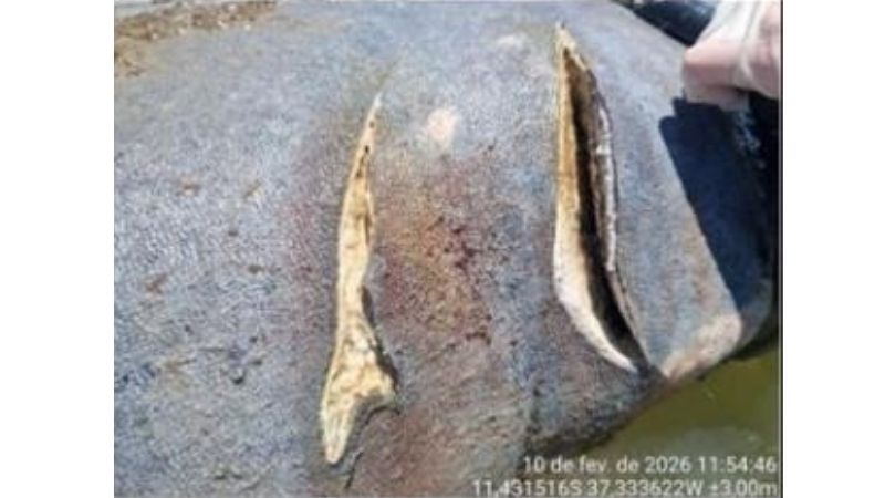  Após 34 atropelamentos, peixe-boi famoso escapa da morte - Foto: FMA/Divulgação