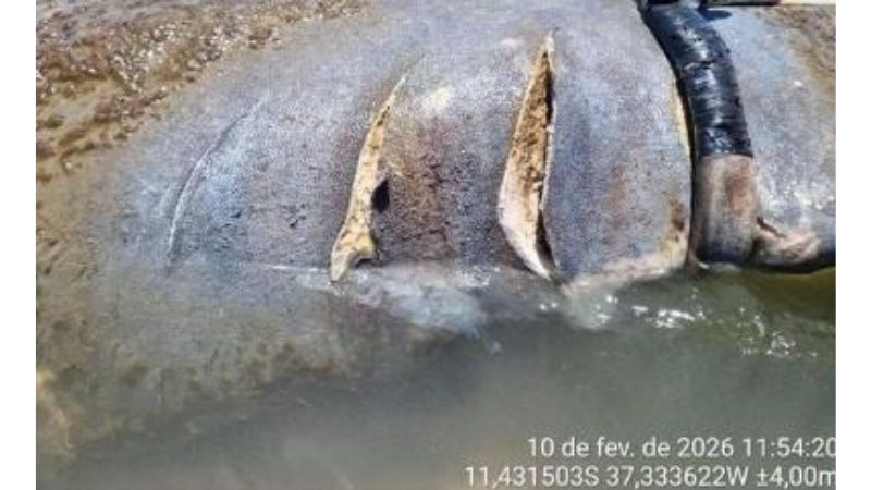 Após 34 atropelamentos, peixe-boi famoso escapa da morte - Foto: FMA/Divulgação