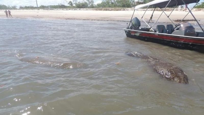  Após 34 atropelamentos, peixe-boi famoso escapa da morte - Foto: FMA/Divulgação