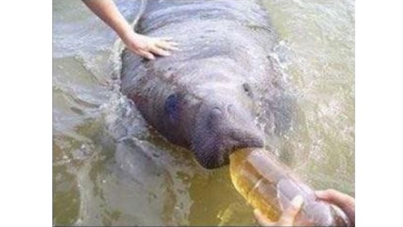  Após 34 atropelamentos, peixe-boi famoso escapa da morte - Foto: FMA/Divulgação