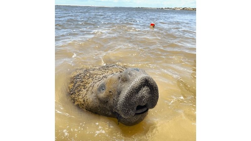  Após 34 atropelamentos, peixe-boi famoso escapa da morte - Foto: FMA/Divulgação