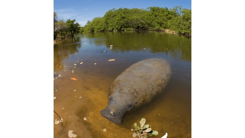  Após 34 atropelamentos, peixe-boi famoso escapa da morte - Foto: FMA/Divulgação