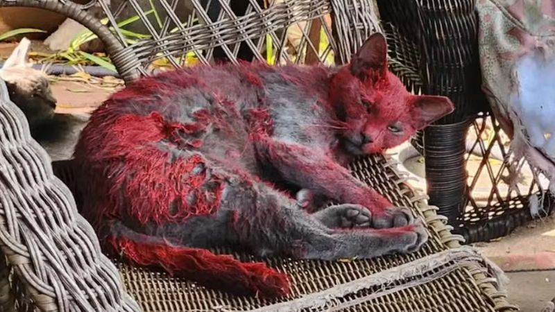 Gata aparece coberta de tinta vermelha