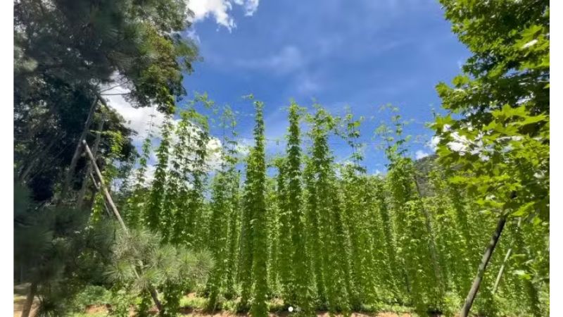 Longe da TV, Vanessa Lóes investe em fazenda e cerveja artesanal - FOTO REPRODUÇÃO
