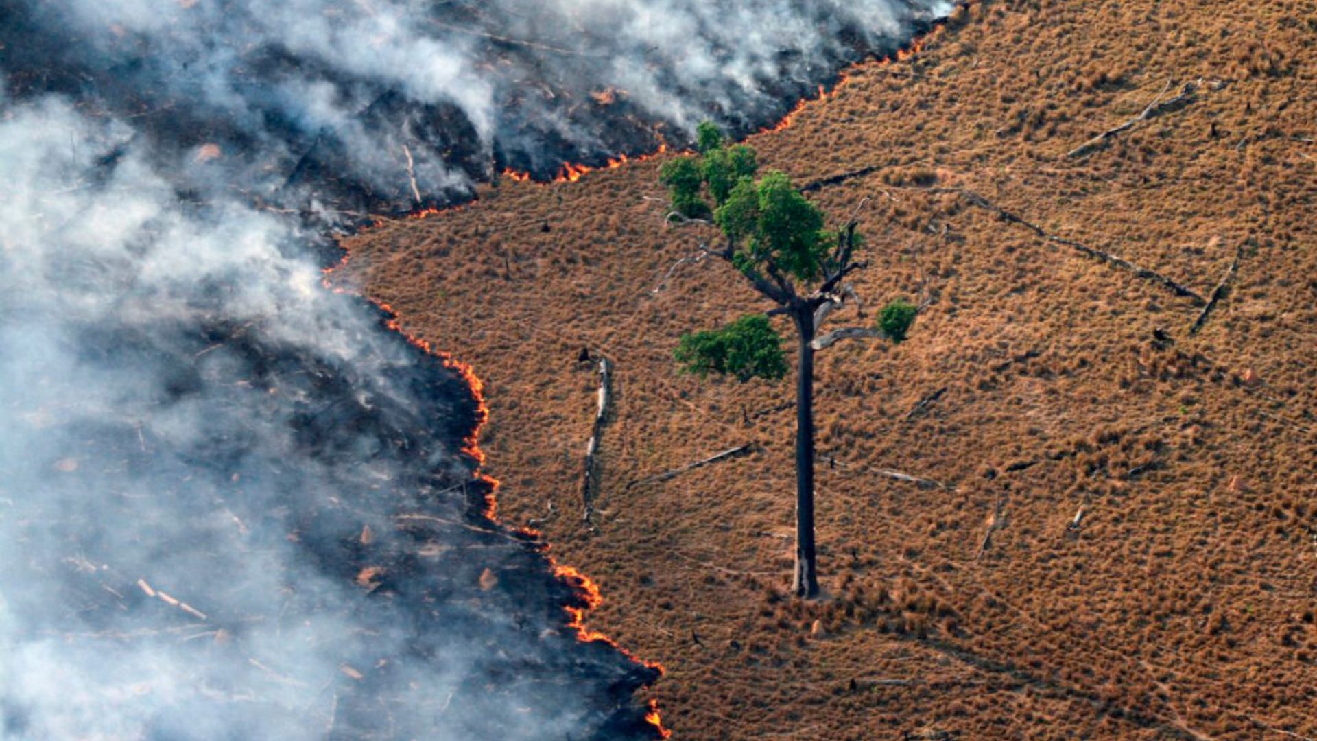 Queima de pastagem em área desmatada na Amazônia - Foto: Rodrigo Baleia - Greenpeace