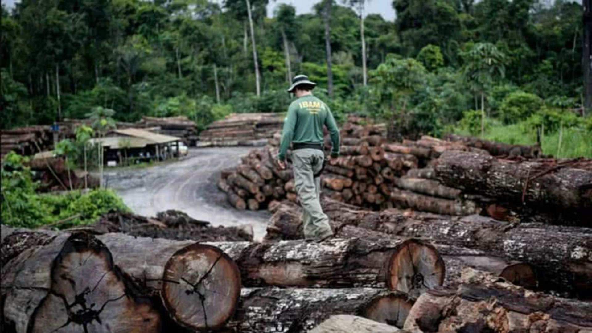 Queda de 20% em 2025 não esconde que o país perdeu área maior que Pernambuco para o desmatamento nos últimos sete anos  |   Bnews - Divulgação Divulgação/Ibama