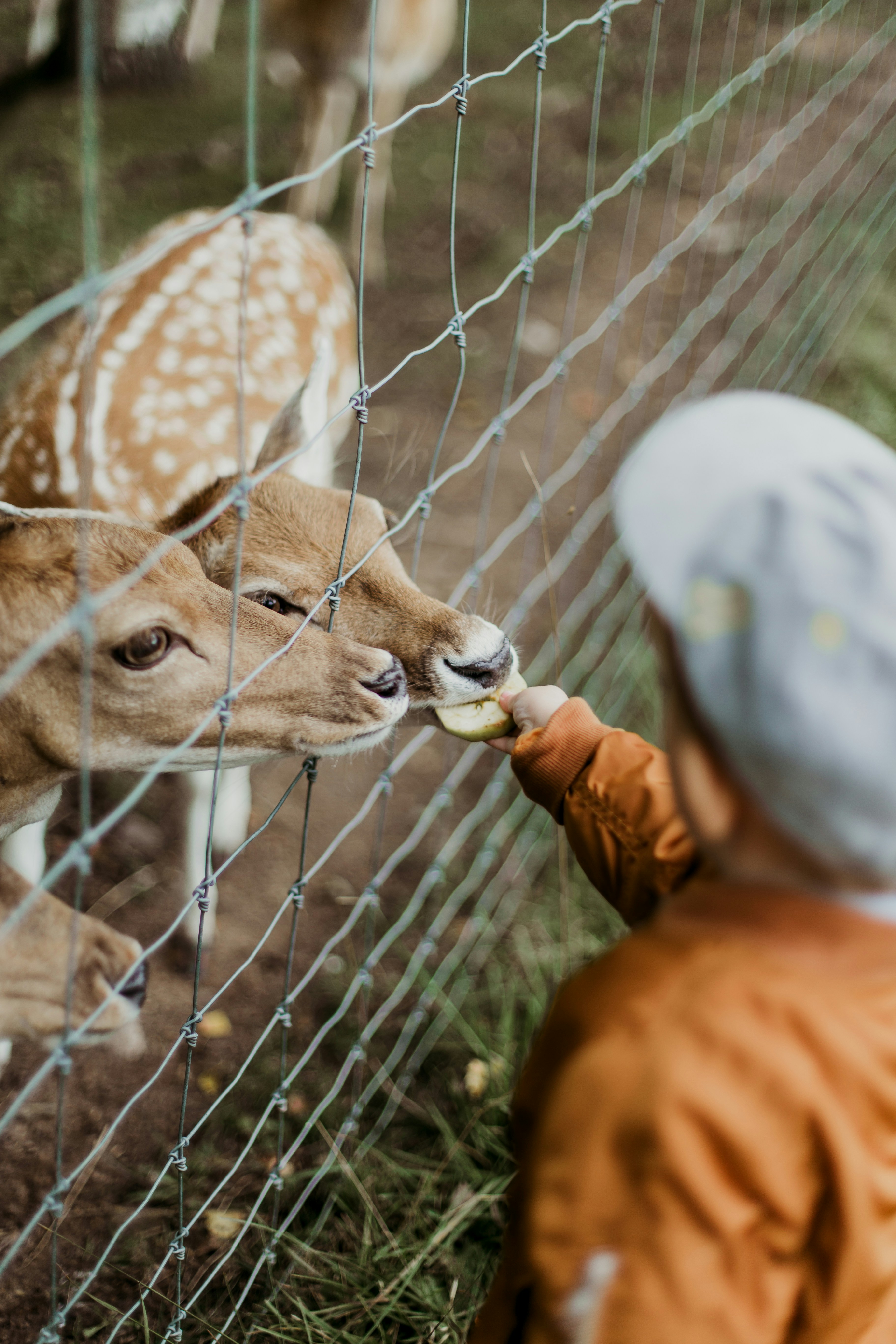 Zoológicos podem ser proibidos no Brasil | Reprodução/Unsplash