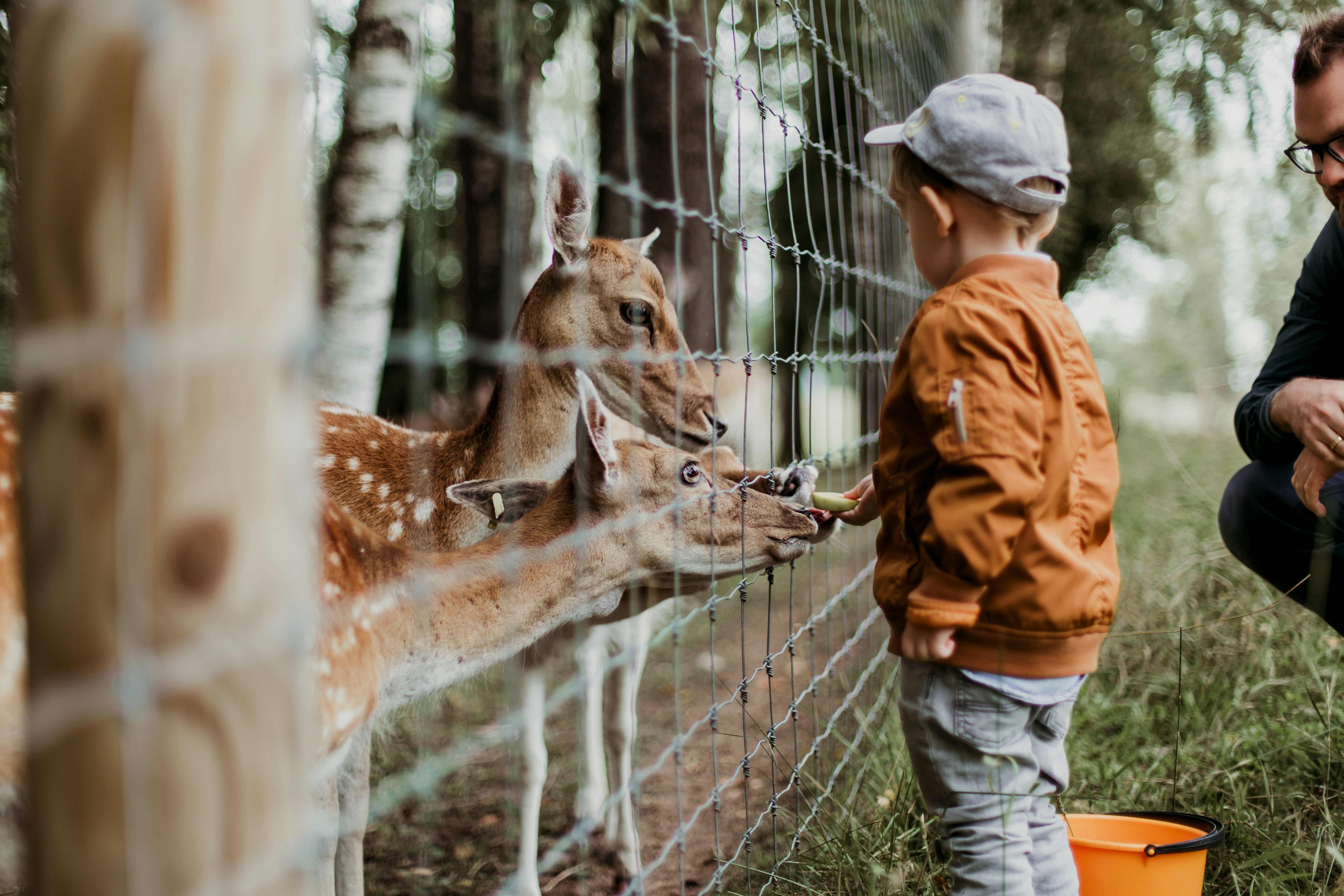 Zoológicos podem ser proibidos no Brasil | Reprodução/Unsplash